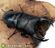 国産オオクワガタ　販売　通販　専門店　購入