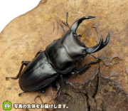 ワイルド三重県産オオクワガタ68mm 国産オオクワガタ・各産地の販売・通販│ビートルファーム 自己採集