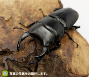 国産オオクワガタ　青森県十和田市産　販売　通販　専門店　購入　ビートルファーム