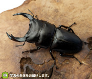 国産オオクワガタ　青森県十和田市産　販売　通販　専門店　購入　ビートルファーム