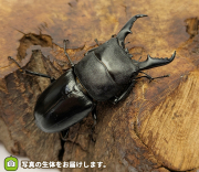 本土ヒラタクワガタ　埼玉県さいたま市産　販売　通販　専門店　購入　