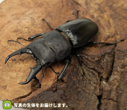 本土ヒラタクワガタ　埼玉県さいたま市産　販売　通販　専門店　購入