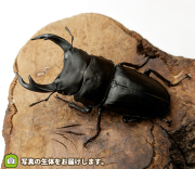 国産オオクワガタ　山形県産　販売　通販　専門店　購入
