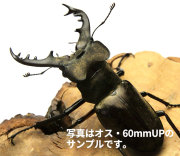 ミヤマクワガタ