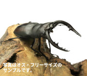 ノコギリクワガタ　販売　通販　専門店　購入