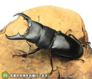 オキナワヒラタクワガタの販売・通販│ビートルファーム