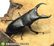 オキナワヒラタクワガタ　販売　通販　専門店　購入