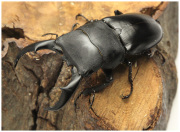 サキシマヒラタクワガタ　販売　ビートルファーム