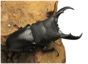 サキシマヒラタクワガタ　販売　ビートルファーム