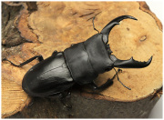 サキシマヒラタクワガタ　販売　ビートルファーム