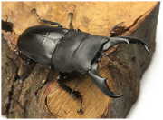 サキシマヒラタクワガタ　販売　ビートルファーム