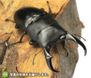 サキシマヒラタクワガタ　販売　通販　専門店　購入