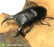 標本　サキシマヒラタ69mm+サキシマヒラタ小+アマミミヤマ小 サキシマヒラタクワガタの販売・通販│ビートルファーム