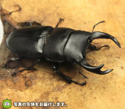 オオクワガタ滋賀県産の販売・通販│ビートルファーム