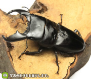 スマトラオオヒラタの販売 通販 ビートルファーム