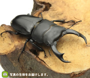 シェンクリングオオクワガタ　販売　通販　専門店　購入