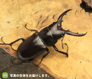ヤエヤマノコギリクワガタの販売・通販│ビートルファーム