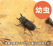 ヤマトサビクワガタ幼虫　販売　通販　専門店　購入