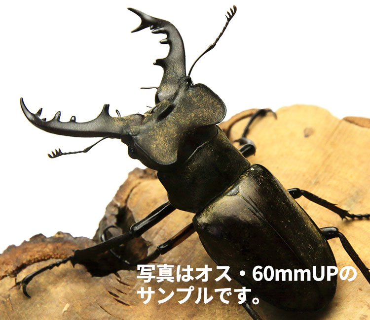 ミヤマクワガタ