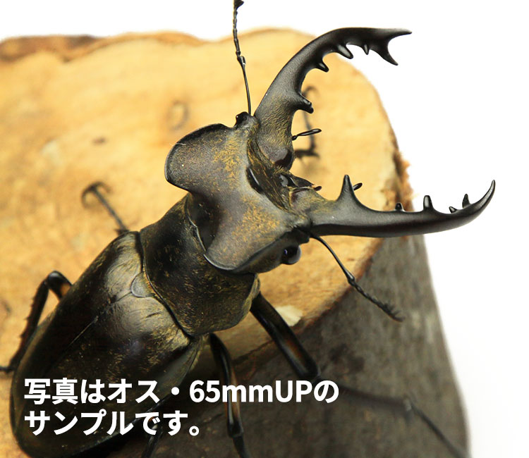 ミヤマクワガタ