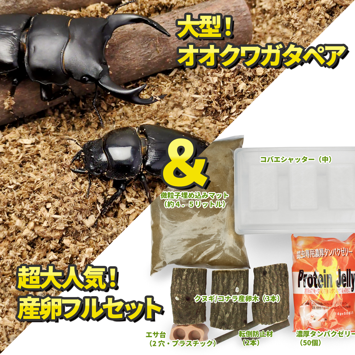 オオクワガタペア＆産卵セット　販売　通販　専門店　購入　ビートルファーム