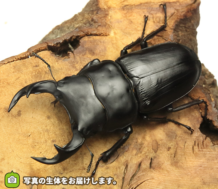 国産オオクワガタ　佐賀県神埼産　販売　通販　専門店　購入