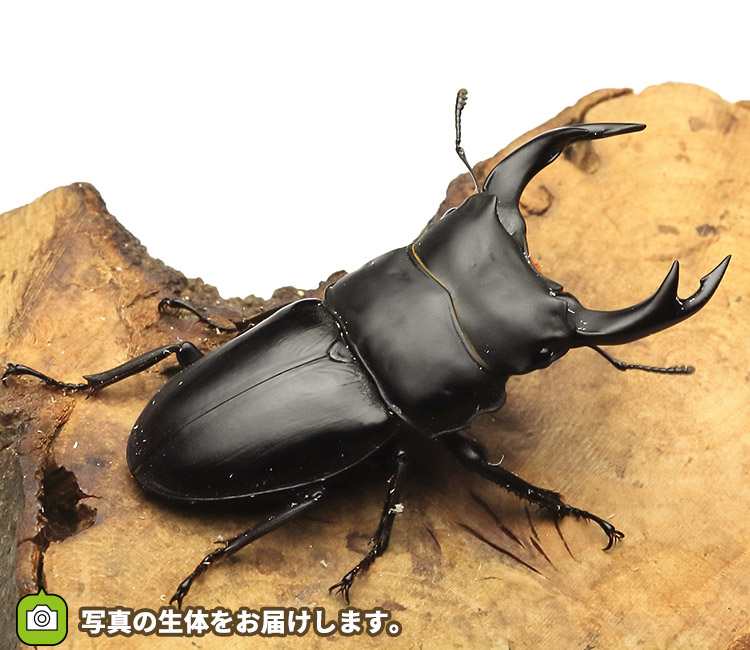 国産オオクワガタ　佐賀県神埼産　販売　通販　専門店　購入