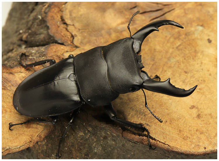 サキシマヒラタクワガタ　販売　ビートルファーム