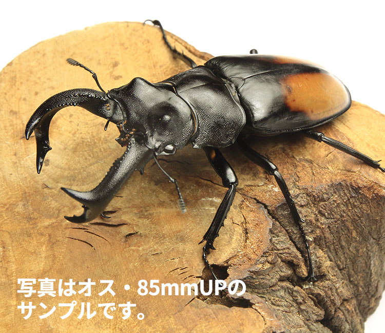 セアカフタマタクワガタ