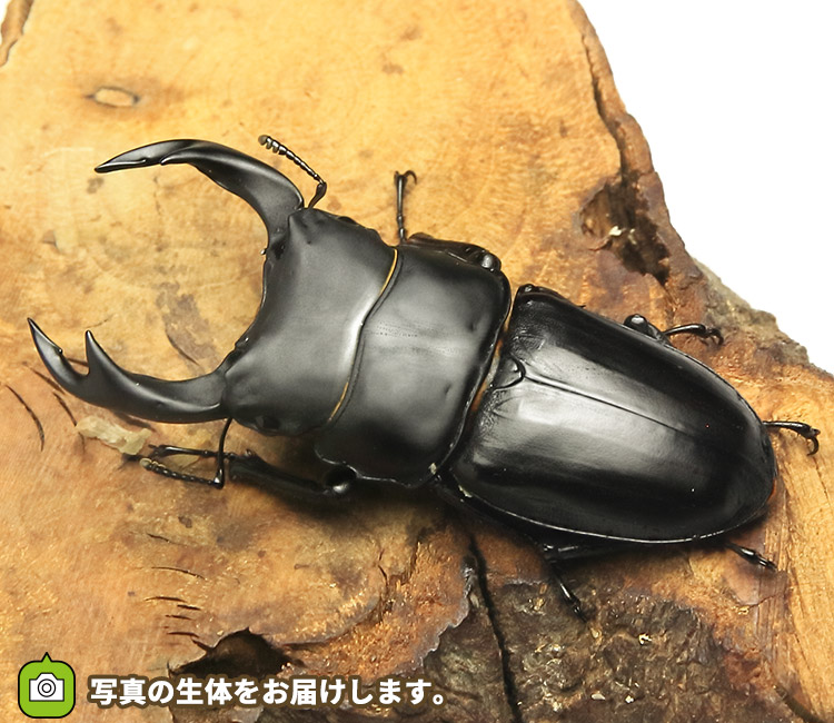 国産オオクワガタ　滋賀県大津市産　販売　通販　専門店　購入