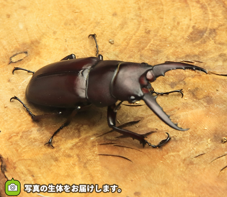 ヤエヤマノコギリクワガタ　販売　通販　専門店　購入