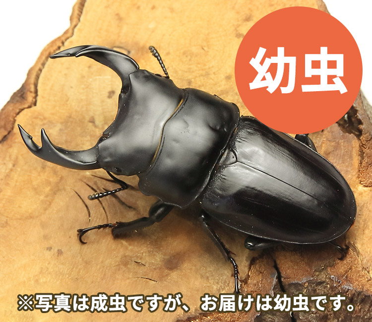 国産オオクワガタ幼虫　福島県南会津町産　販売　通販　専門店　購入