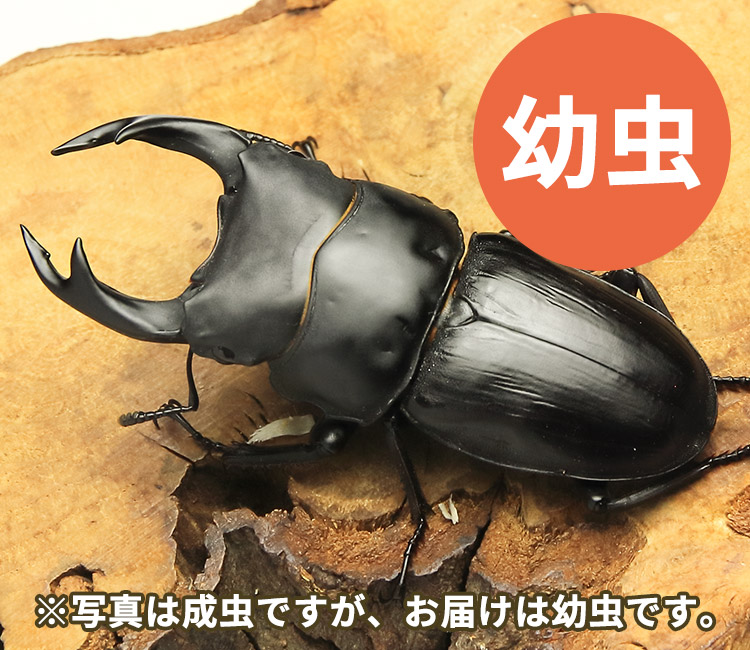 国産オオクワガタ幼虫　山形県飯豊町産　販売　通販　専門店　購入