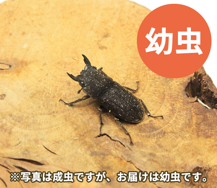 ヤマトサビクワガタ幼虫　販売　通販　専門店　購入
