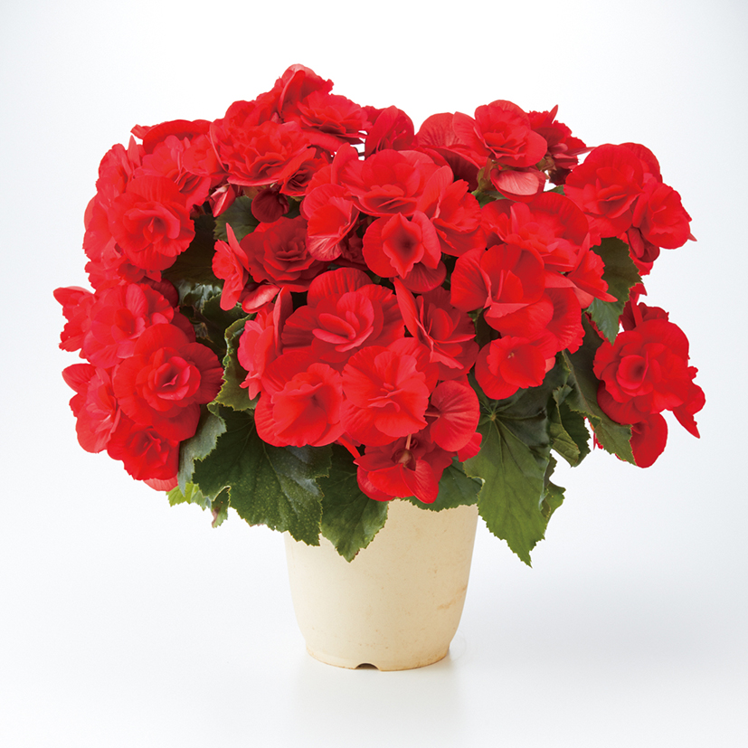 バルコスＬサイズ