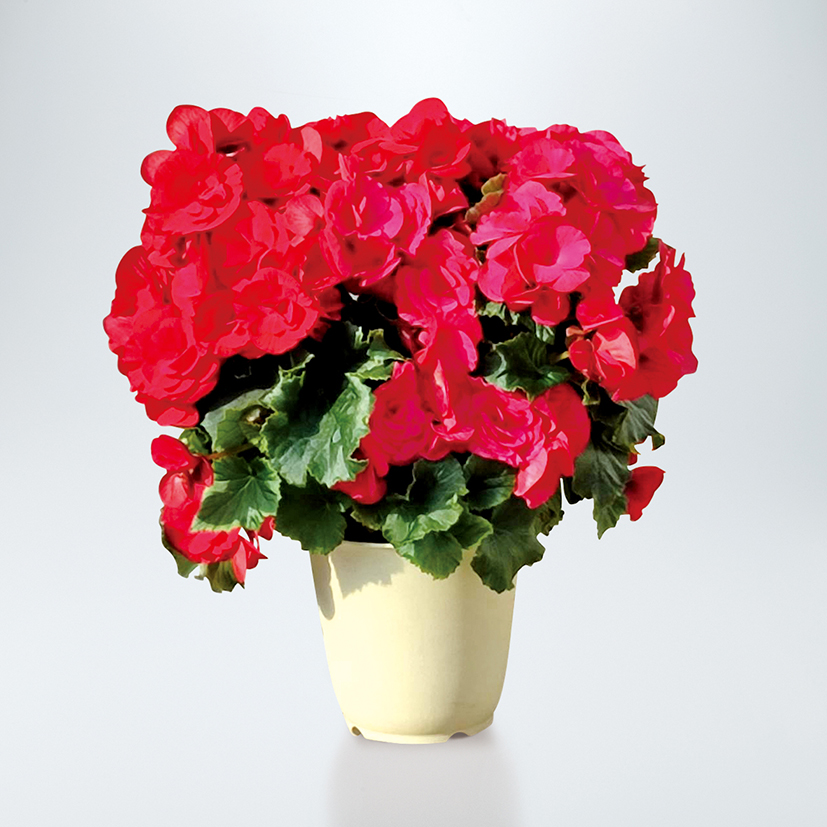 ベルセバ(ベラ)ハーフ　Ｌサイズ