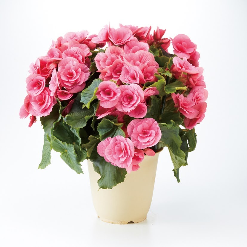 ベルセバＬサイズ