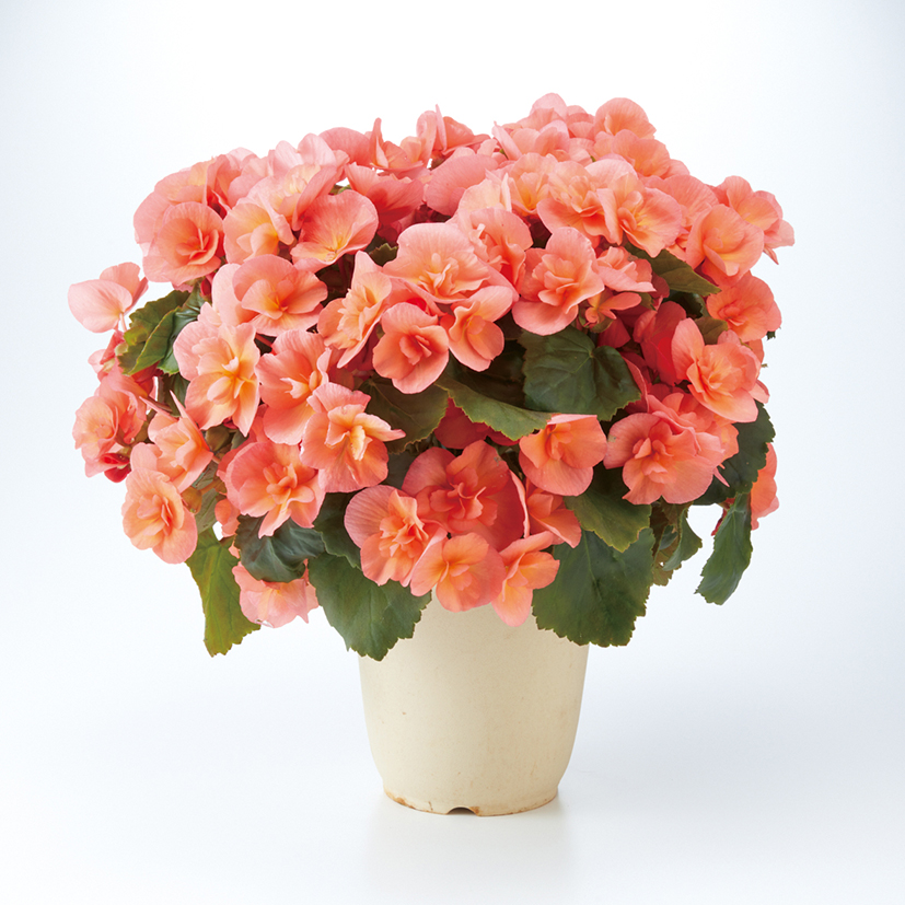 ヘイリーピーチLサイズ