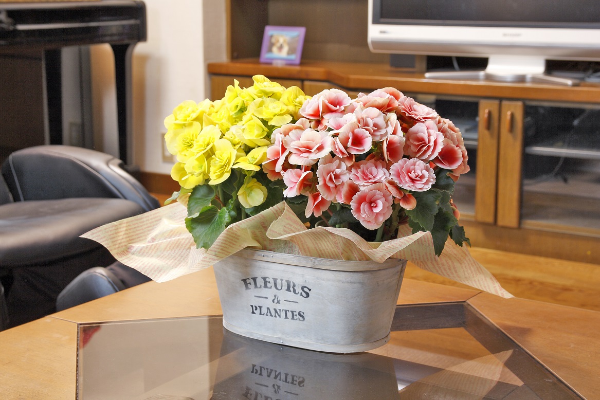 ベゴニアライフ　Mサイズ2鉢セット（ラッピング込み価格）