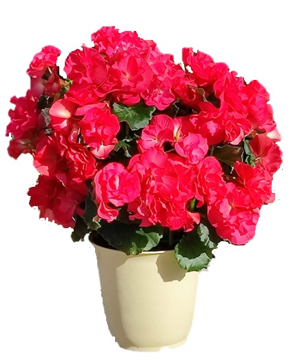 ダークラディアント Lサイズ