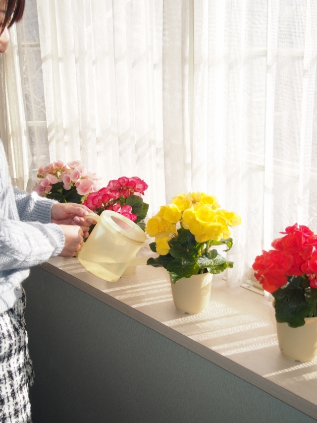 ベゴニアSサイズ6鉢（お任せ詰め合わせ）