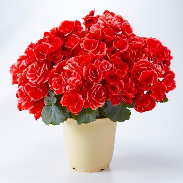 ボリアスダーク Lサイズ