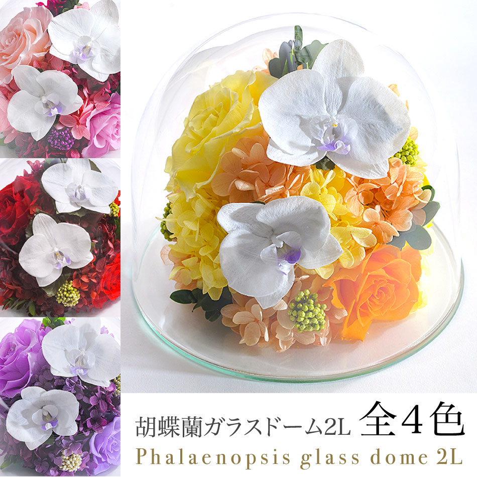 プリザーブドフラワー #胡蝶蘭のガラスドーム〈2L〉 送料無料