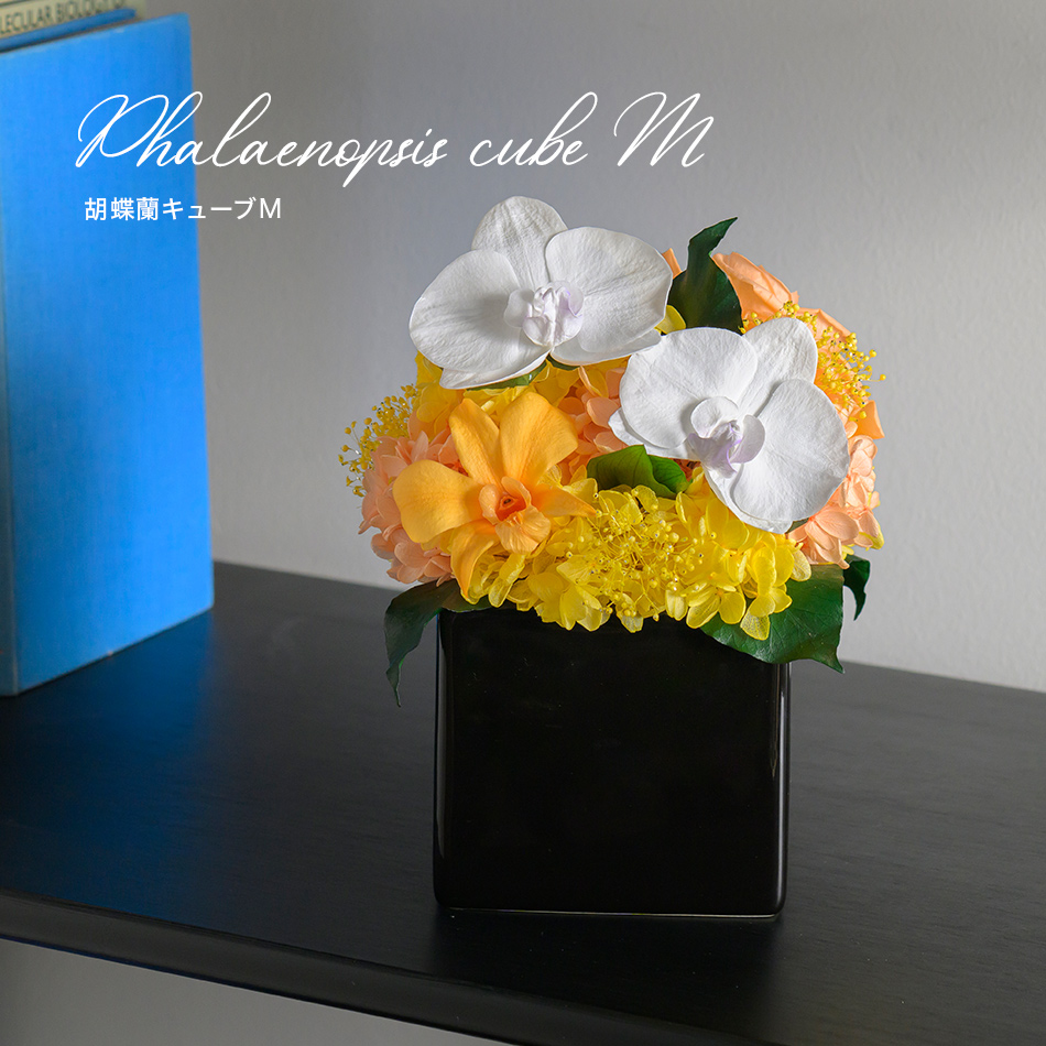 胡蝶蘭キューブM