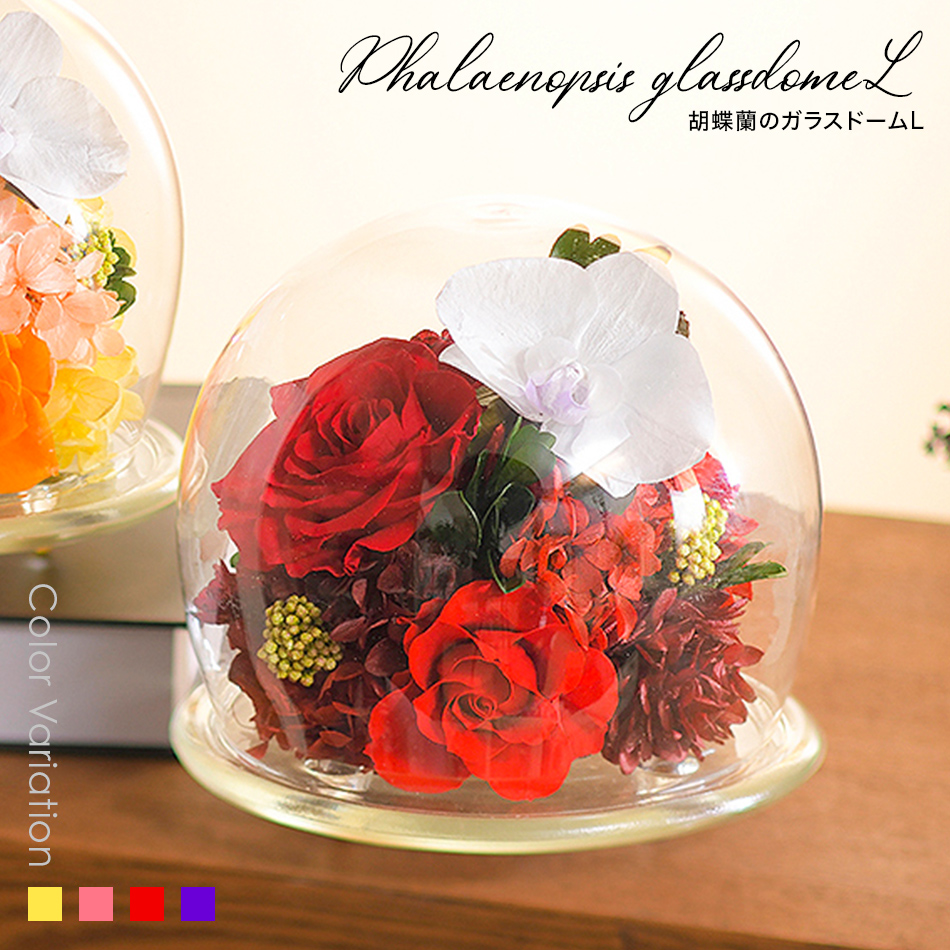 特選仏花蓮の花胡蝶蘭ガラスドーム大一対造花無しプリザーブドフラワー