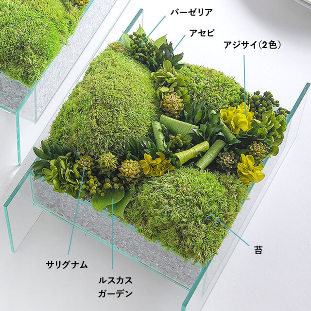 プリザーブドフラワー 苔 #モスグラスフロート〈L・M〉 送料無料