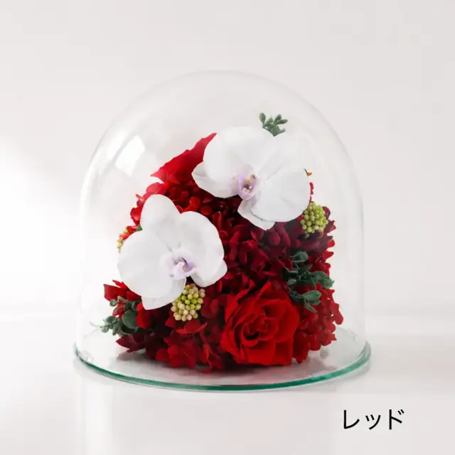 プリザーブドフラワー #胡蝶蘭のガラスドーム〈2L〉 送料無料