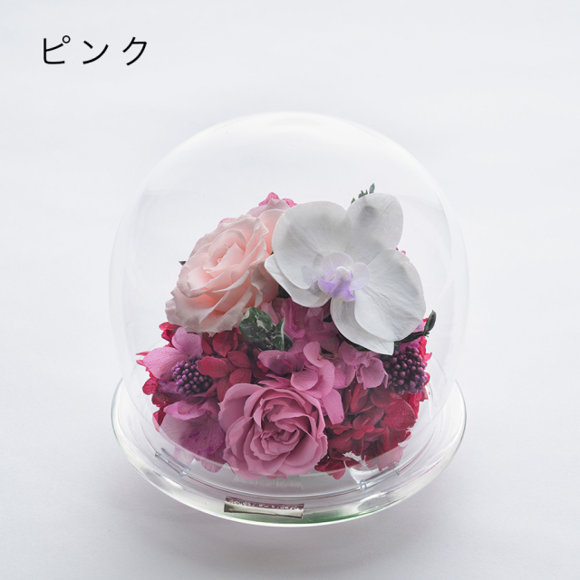 プリザーブドフラワー #胡蝶蘭のガラスドーム〈L〉