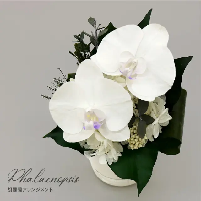 特選仏花胡蝶蘭蓮の花(清らかな心)造花無し一対プリザーブドフラワー