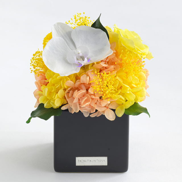 即日発送】プリザーブドフラワー #胡蝶蘭キューブS